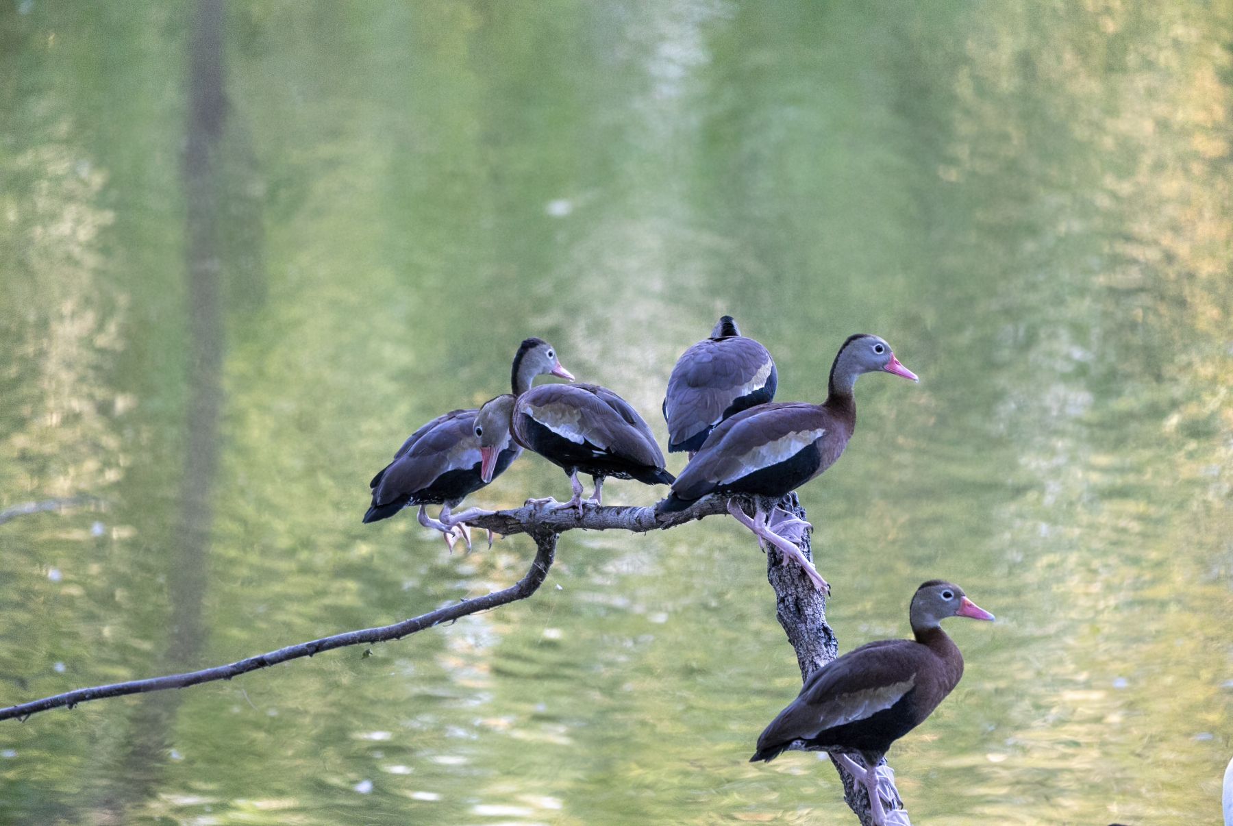 Whistling Ducks, Liberia, Costa Rica